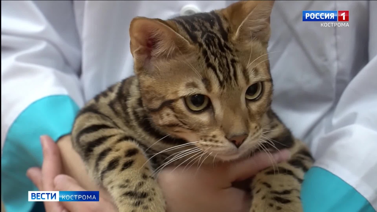 Кот Луис и пёс Арагорн познакомили костромских школьников с профессиями будущего