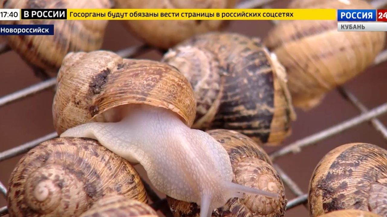 Эфир от 29.11.2022 (17:30)
