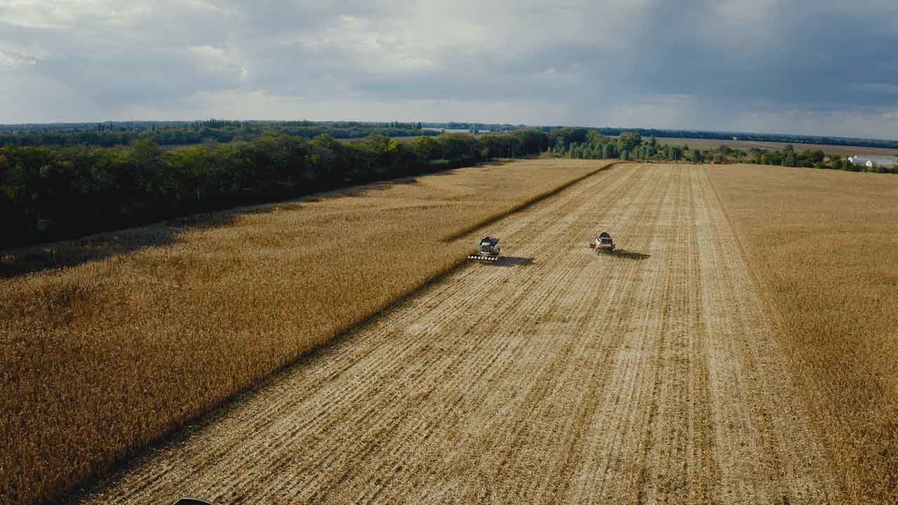Зерно