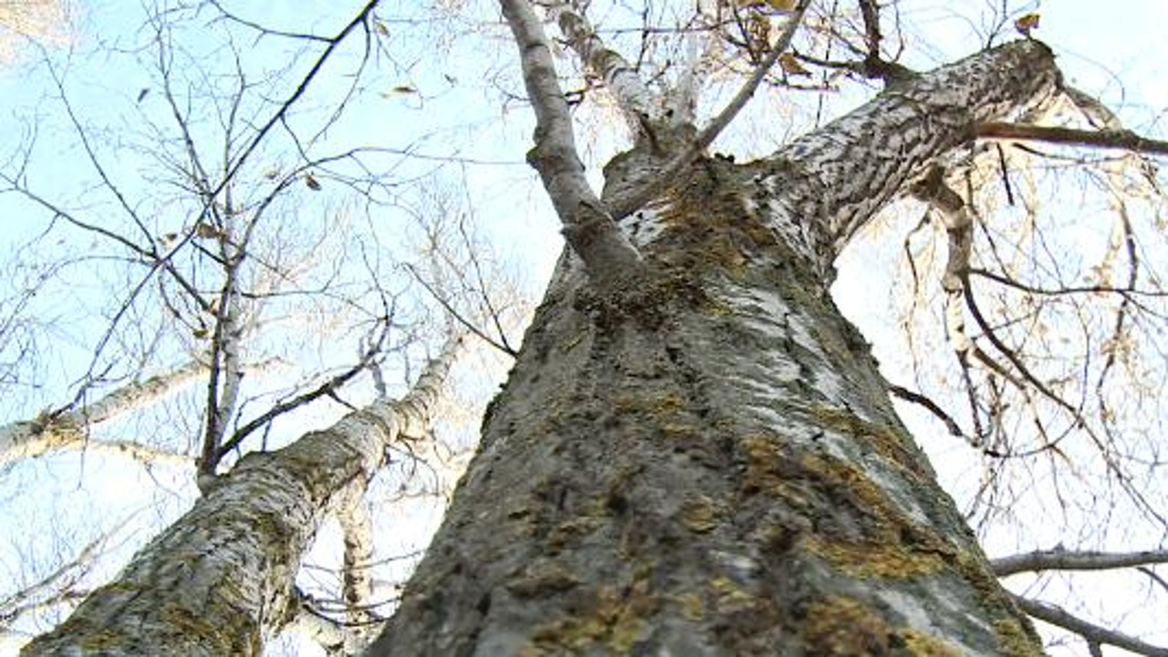 Экологическая работа пензенской школьницы оценена на международном уровне