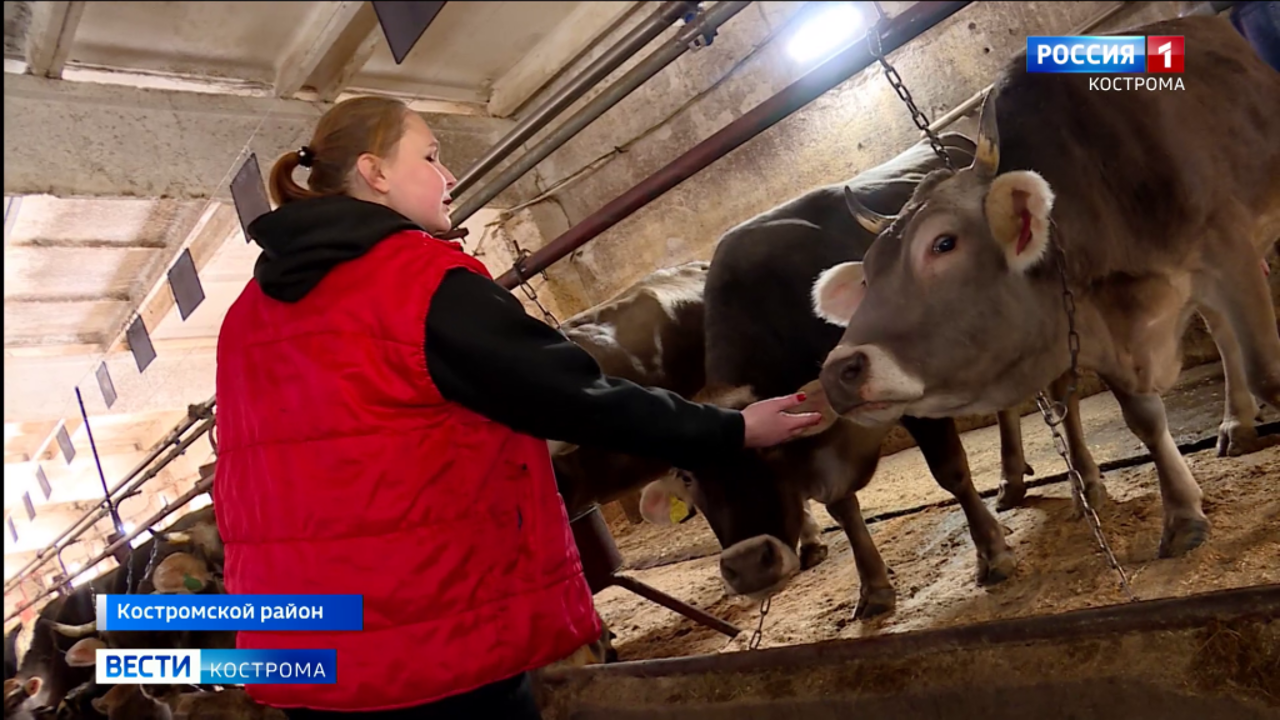 Секреты молочных успехов: хозяйство под Костромой вырастило 40 коров-рекордсменок