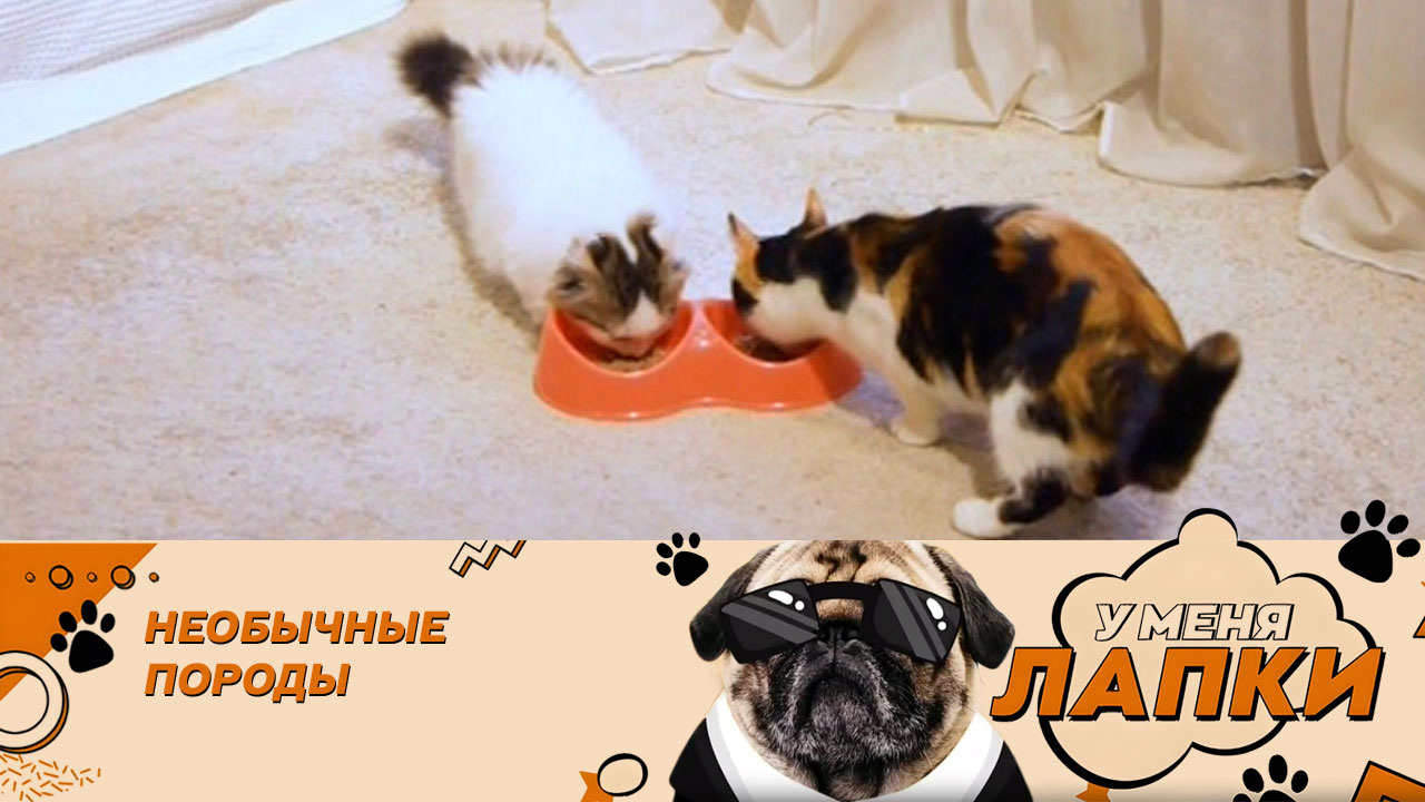 В чем нуждаются наши питомцы?
