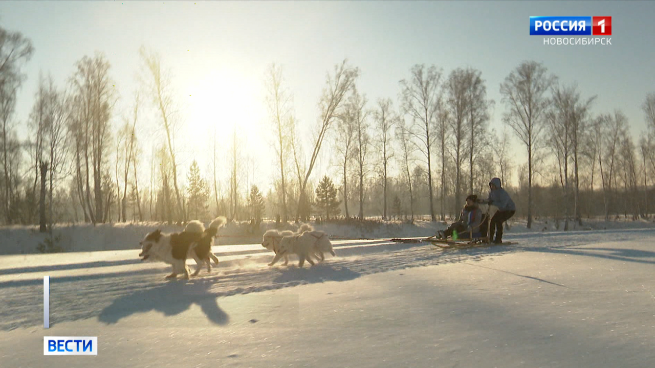 Сезон ездового спорта в зимних дисциплинах открылся в Новосибирске