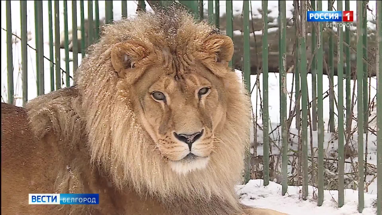 Как зимуют обитатели Белгородского зоопарка