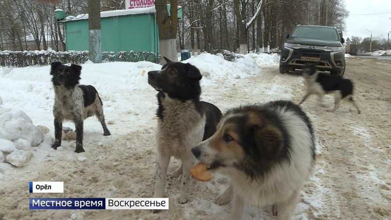 Проблема бездомных животных в Орловской области легла на плечи органов местного самоуправления