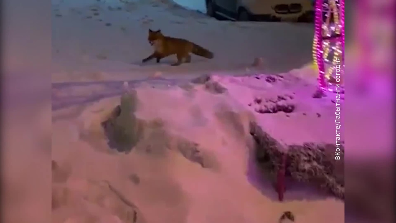 На Ямале лиса повадилась ходить в город за едой и попала на видео