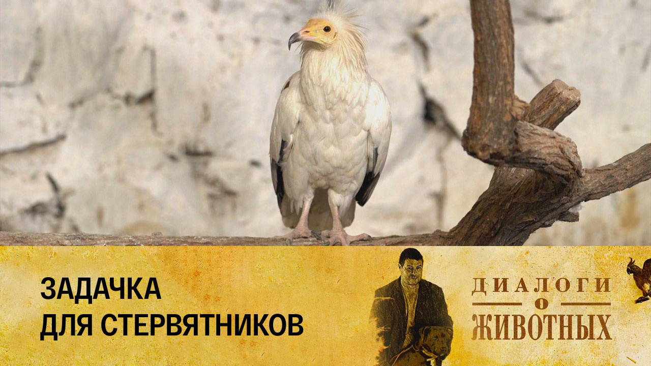 Ташкентский зоопарк