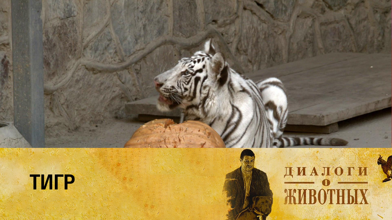 Ташкентский зоопарк