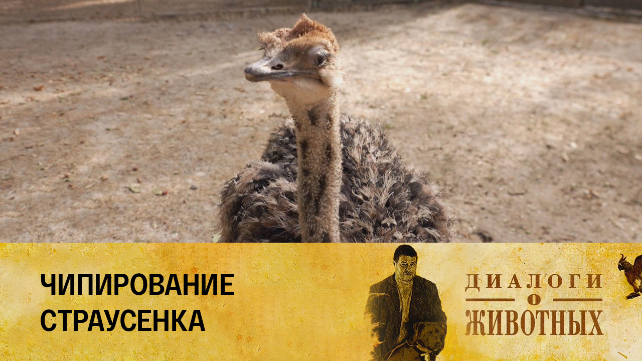 Ташкентский зоопарк