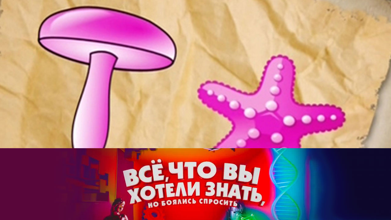 Как появились генномодифицированные продукты