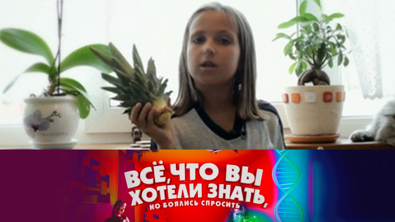 Можно ли вырастить ананас дома