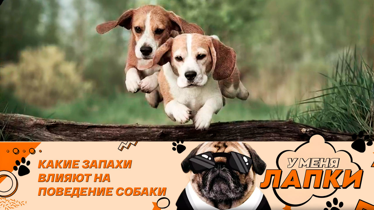 Непростая собака: как воспитывать бигля
