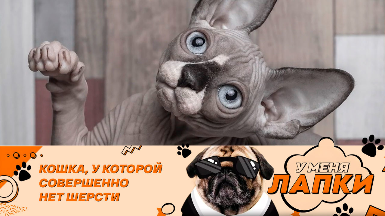 Канадские сфинксы: история породы и уход