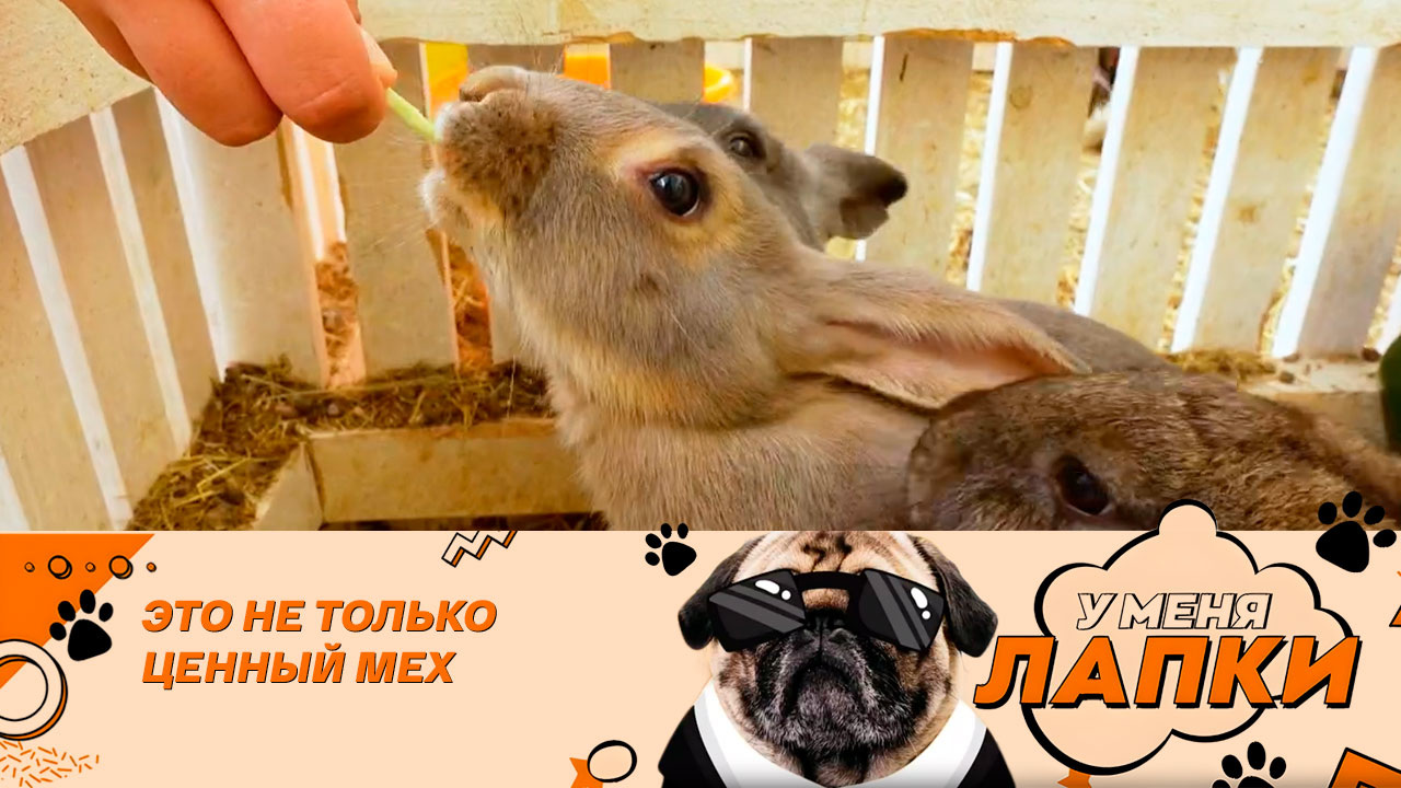 Вся правда о кроликах