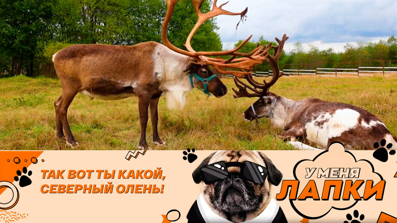 Почему народы Севера не собирают грибы