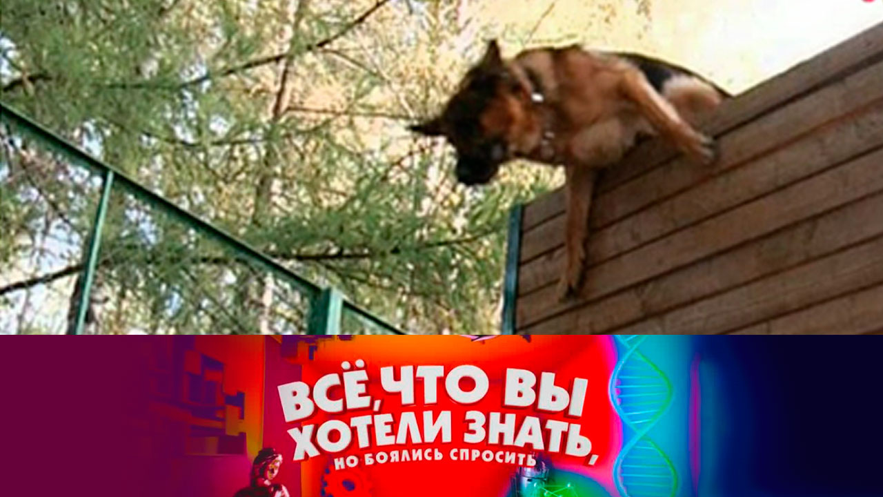 Как дрессируют собак