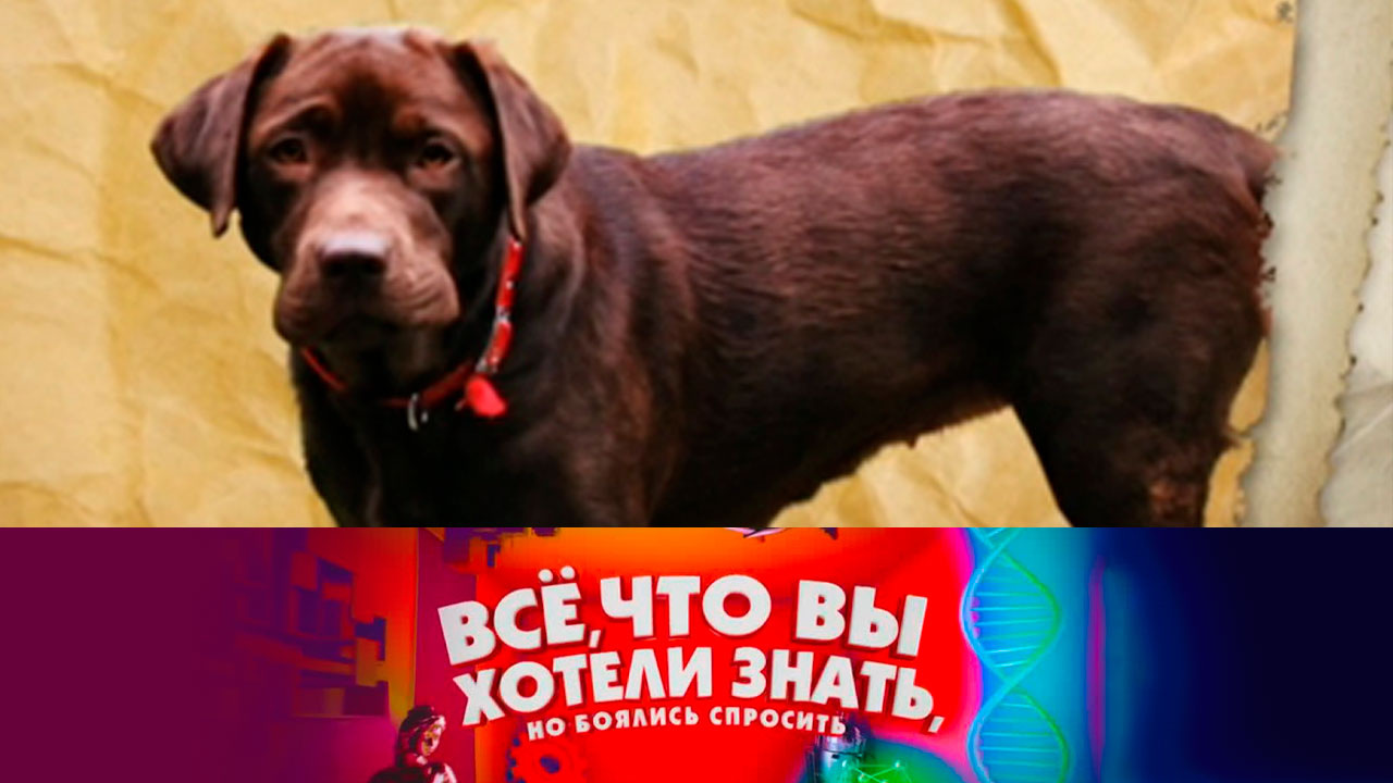 Кто такие собаки – гиганты