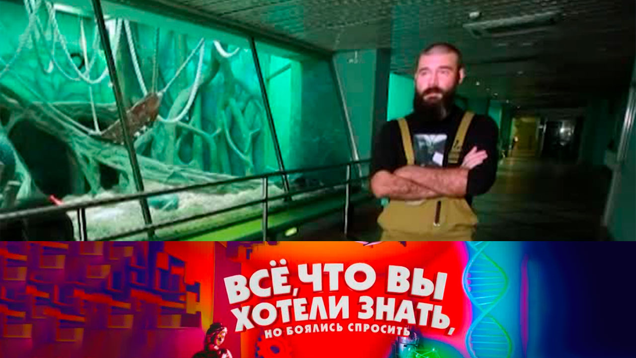 Правда ли что обезьяны самые умные животные