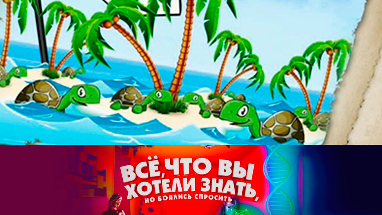 Правда ли что черепахи вымирают