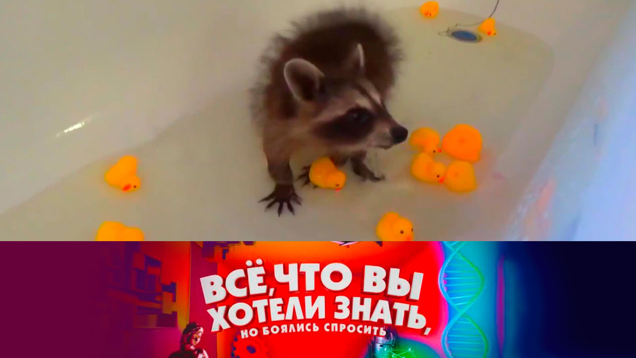 Как делается шампунь