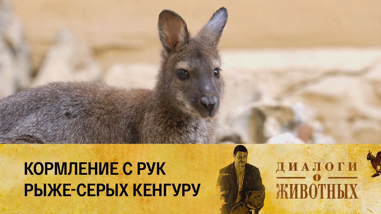 Ташкентский зоопарк