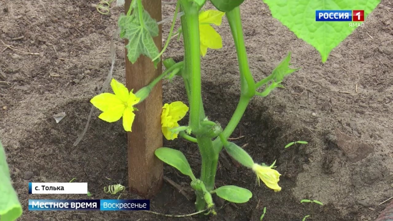 Эфир от 18.06.2023