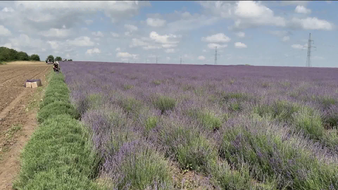В Крыму зацвела лаванда