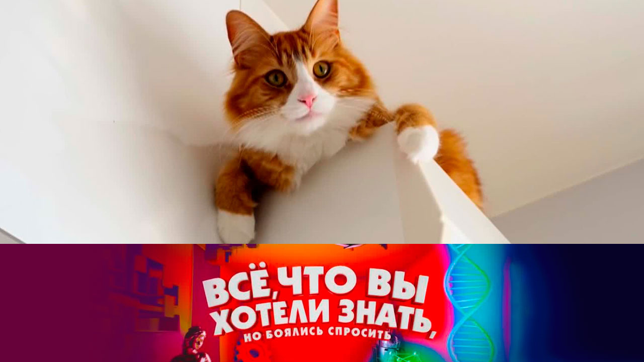 Как дрессируют кошек