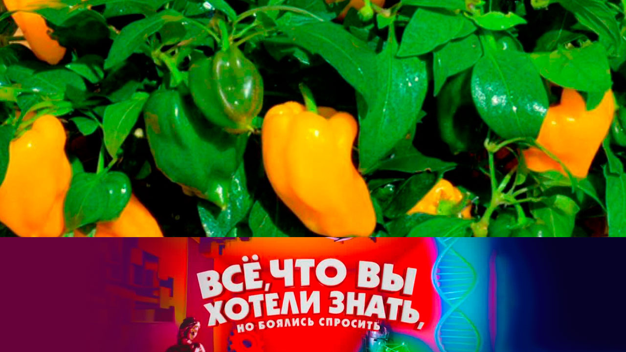 Что можно вырастить на подоконнике