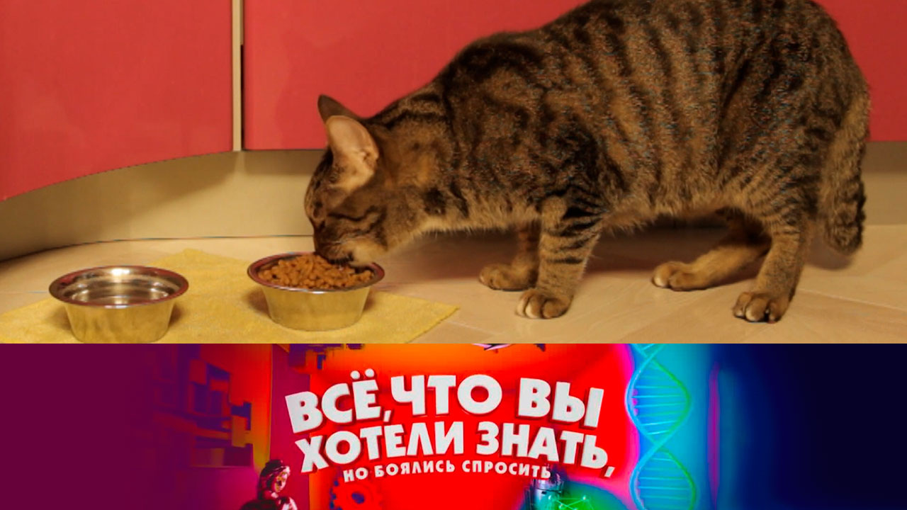 Кто придумал сухой корм