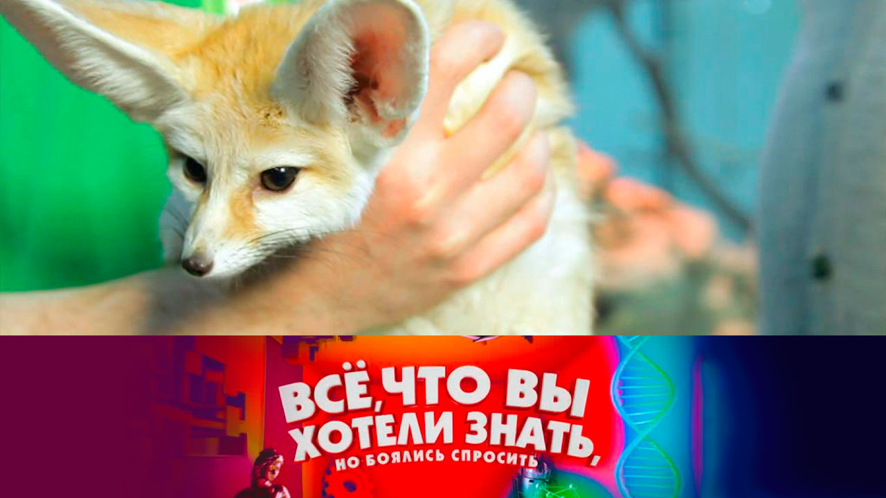 Кто живет в пустыне