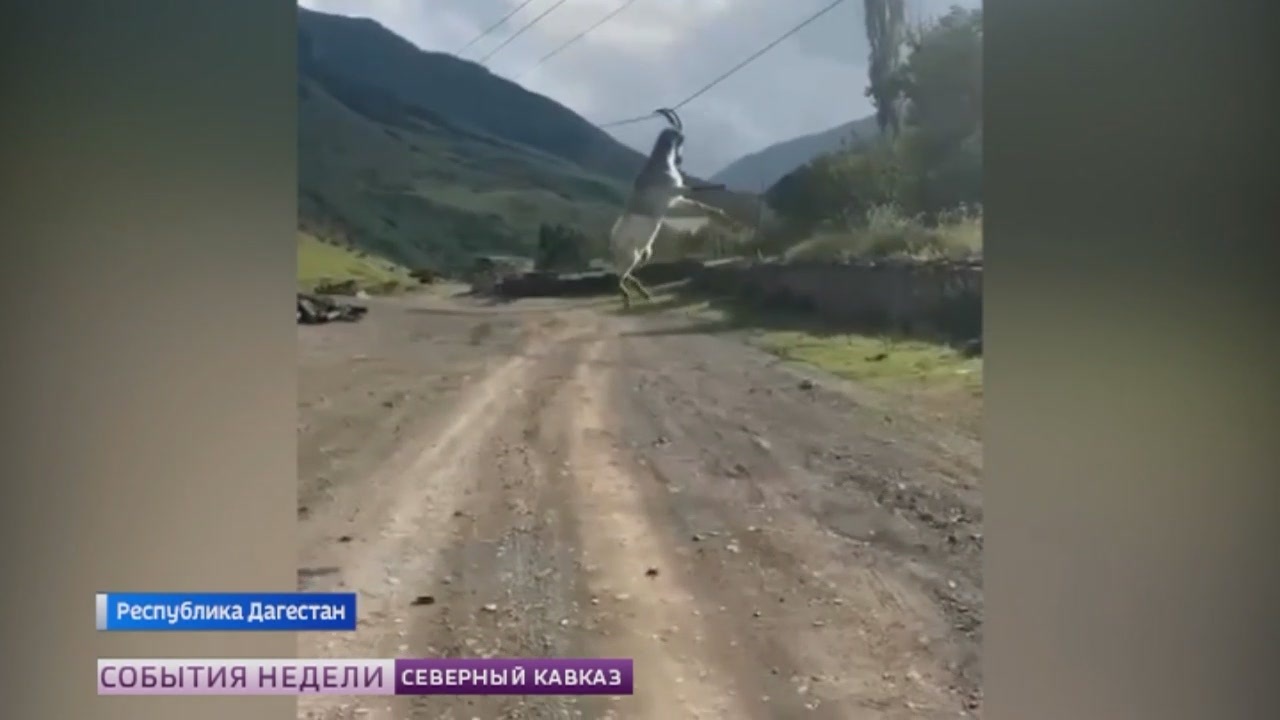 В Дагестане незадачливый козел дождался спасителей