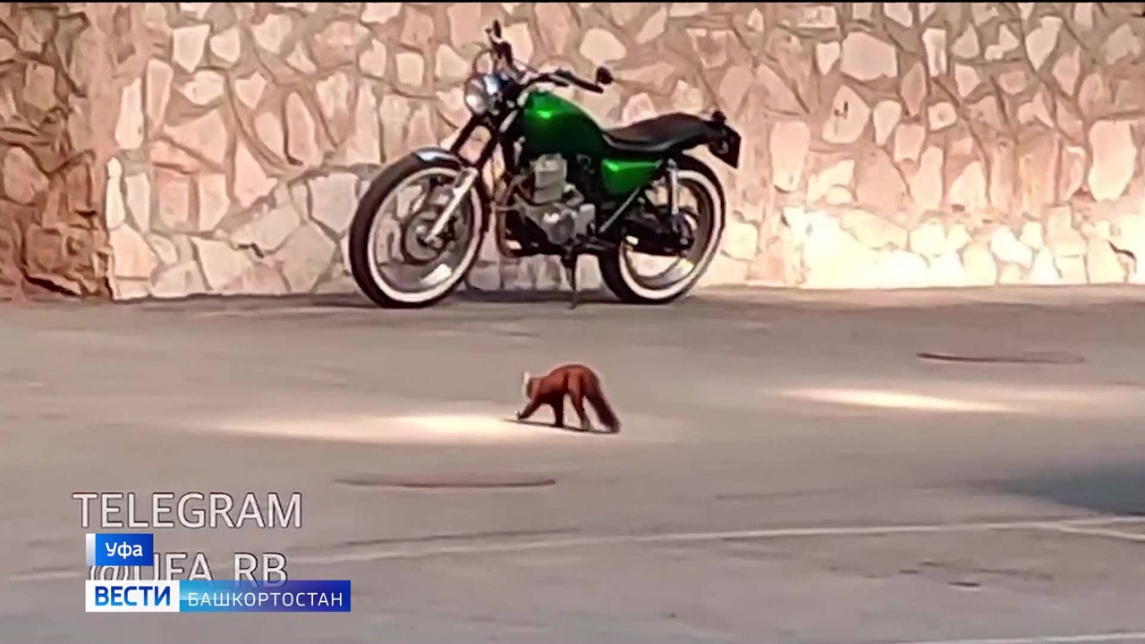 В Уфе очевидцы сняли на видео куницу