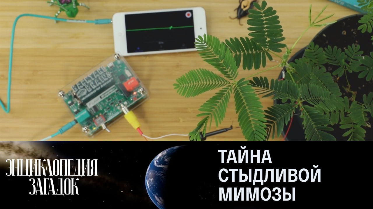 Тайна Стыдливой мимозы