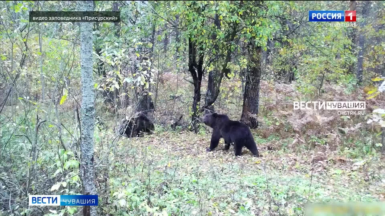 В чувашском заповеднике медведя-сладкоежку накормили яблоками