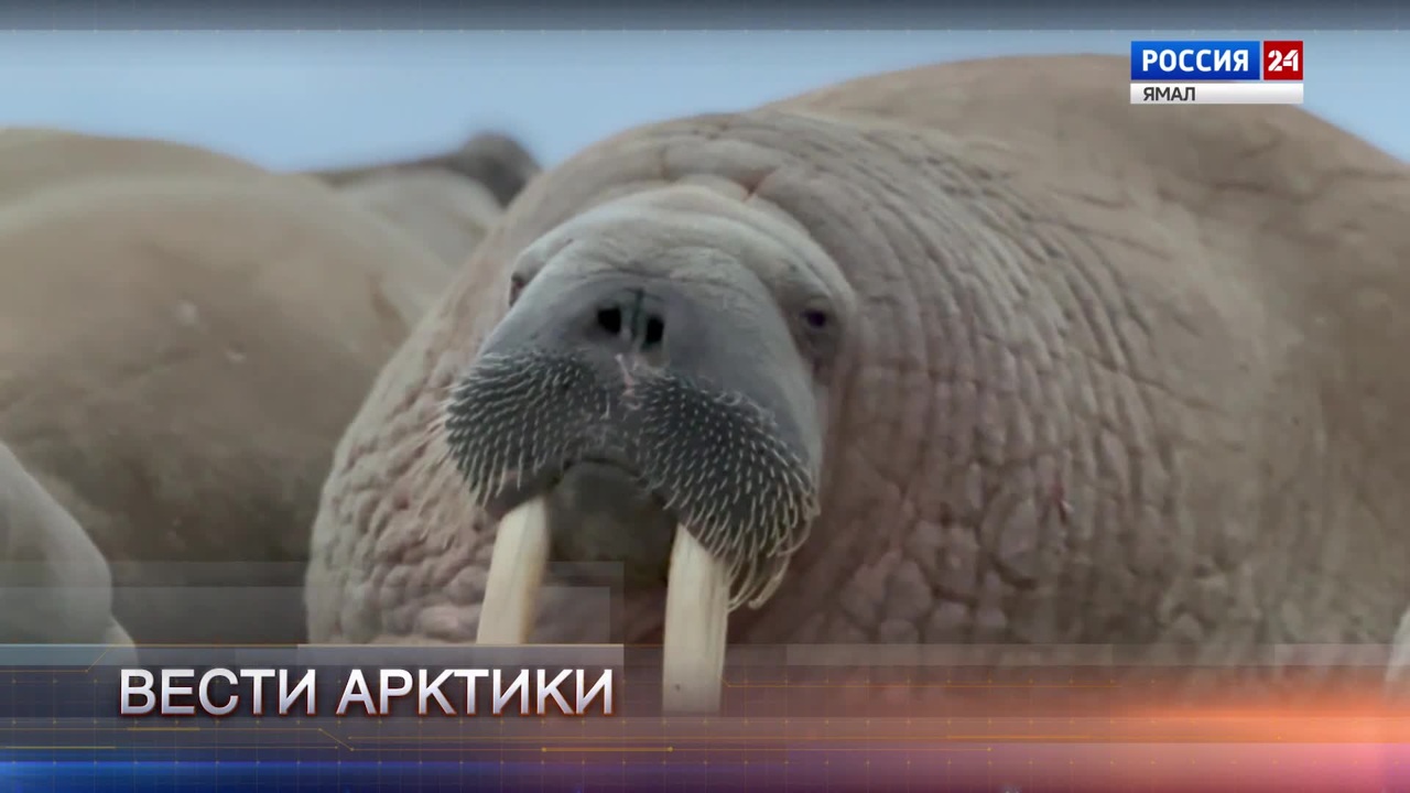 Эфир от 04.11.2023