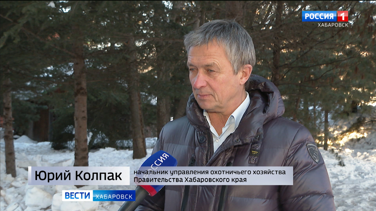 Как проходило лечение спасенного тигренка и будущая судьба маленького "хозяина тайги"