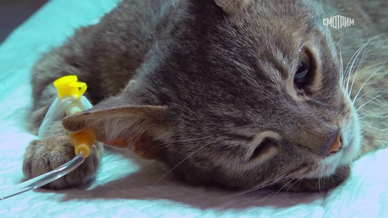 Лица