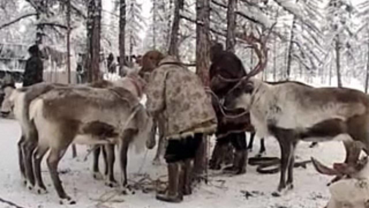 ...А олени лучше! Лесная фантазия