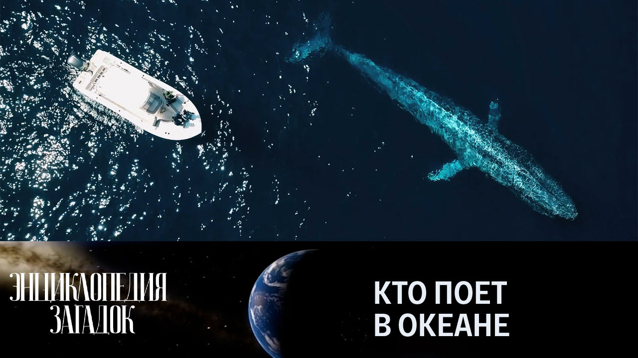 Кто поет в океане