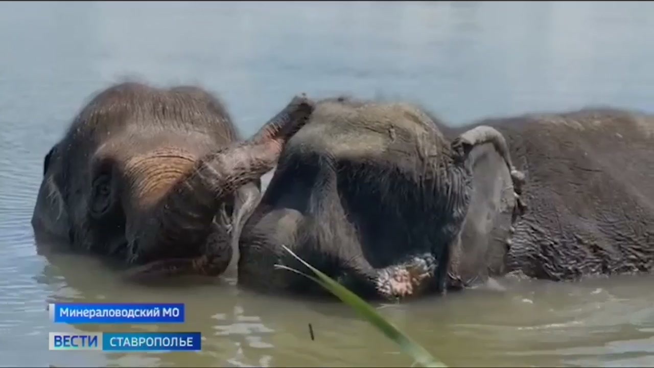 Слонов заметили в полях Ставрополья