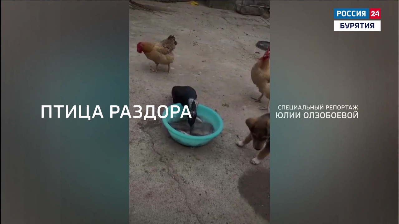 Птица раздора