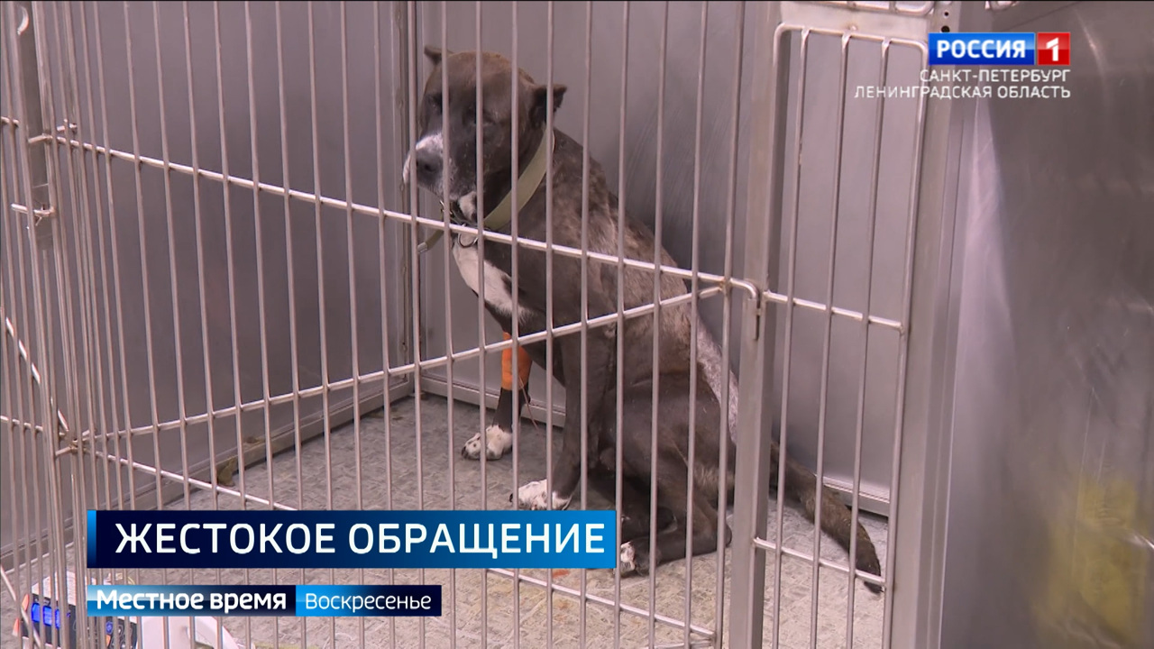 Эфир от 04.08.2024