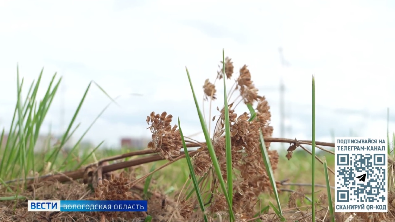Второй этап ликвидации борщевика вышел на финишную прямую в Вологодской области