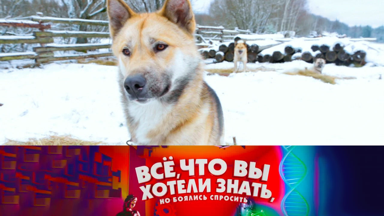 Почему некоторые собаки называются ездовыми