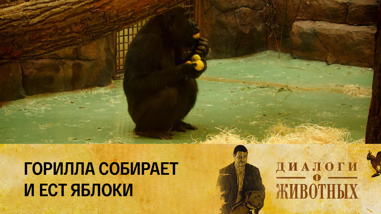 Казанский зооботсад