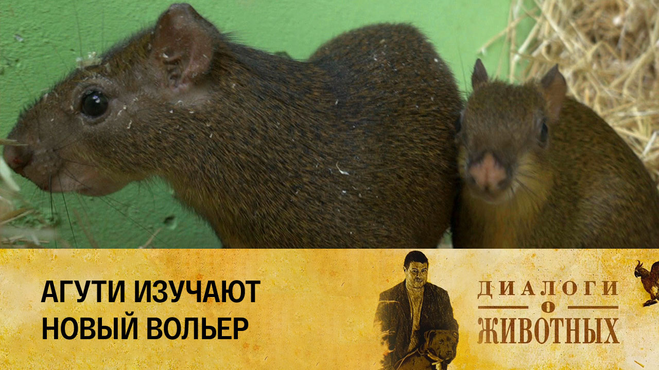 Казанский зооботсад