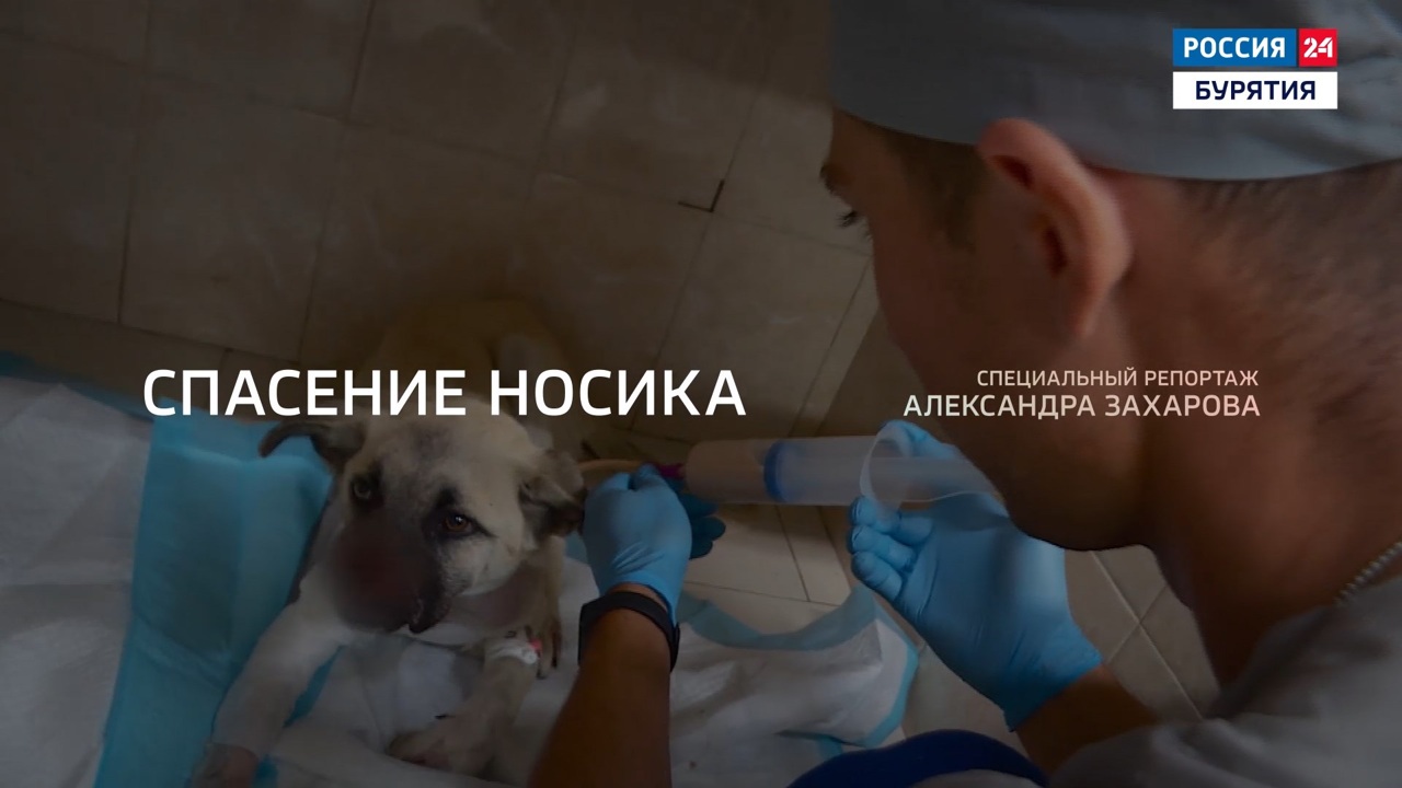 Спасение Носика