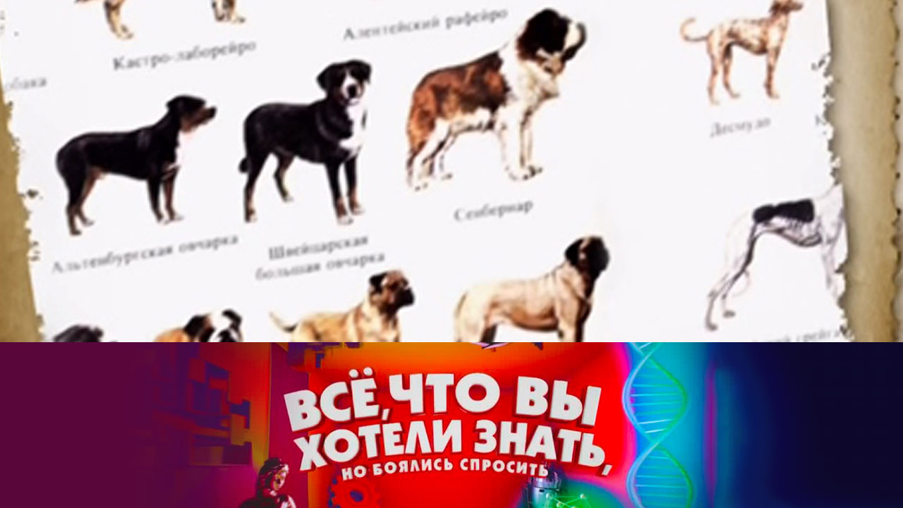 Почему в мире так много разных собак