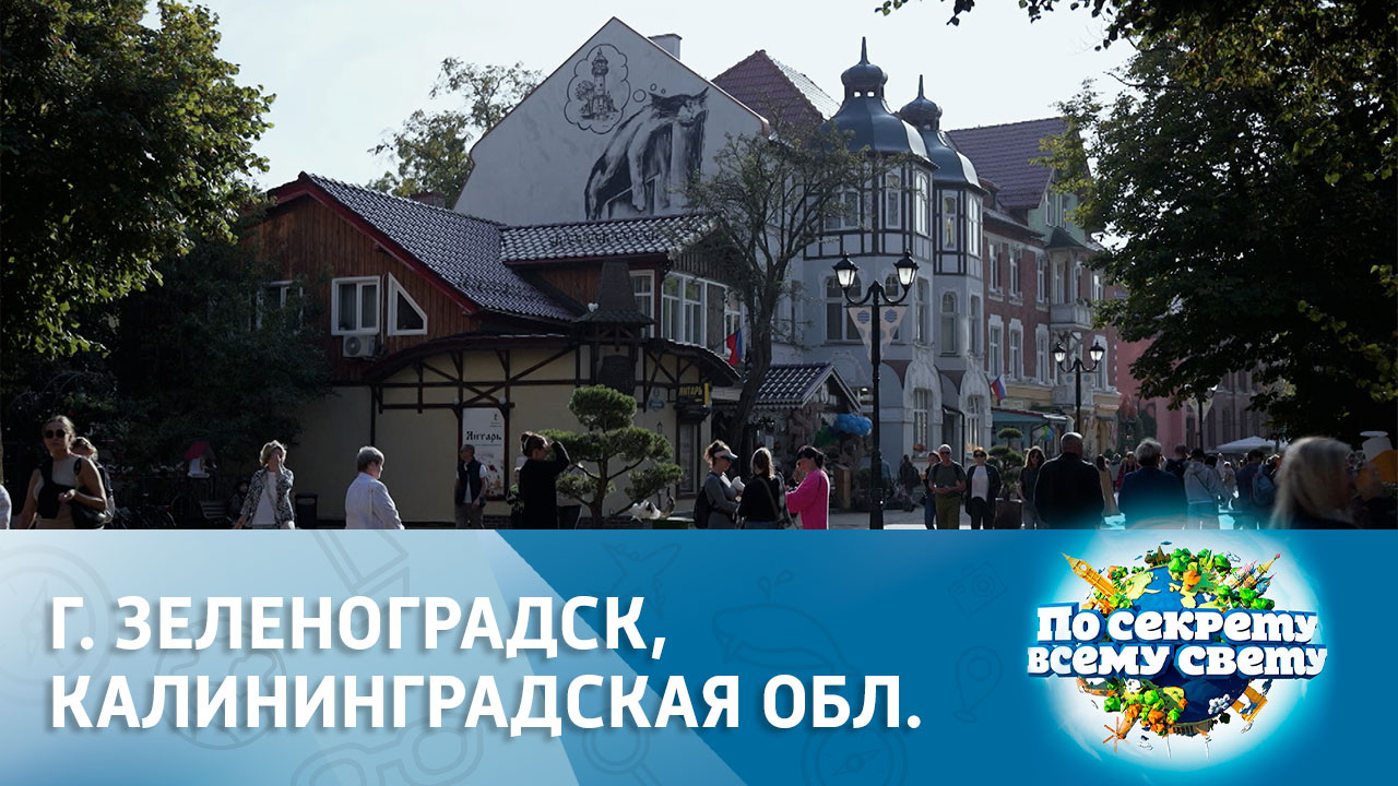 Город кошек